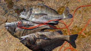 チヌが3枚釣れた