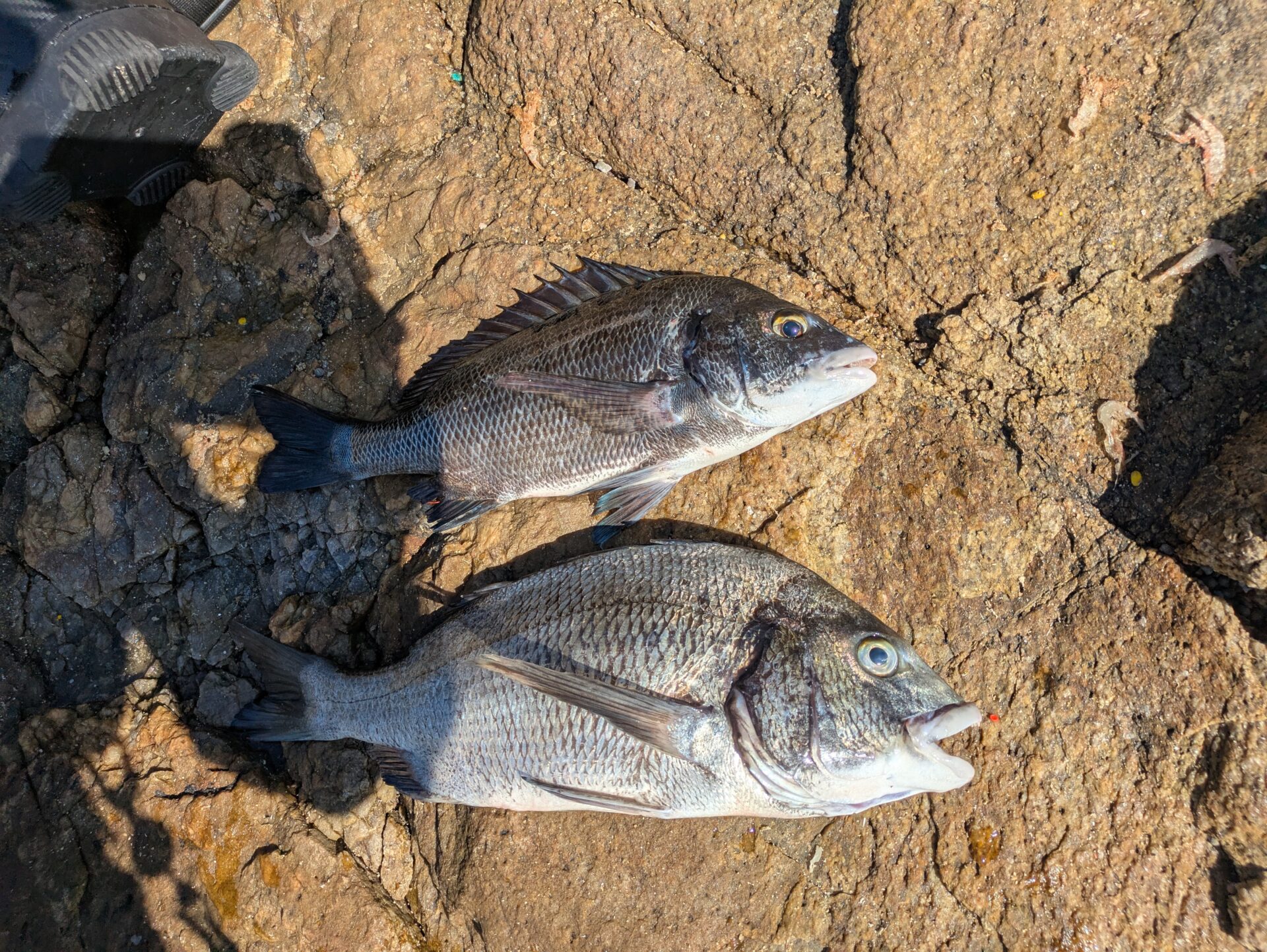 釣果報告2025年第7回 岡山県水島沖｜フカセ釣り技術館